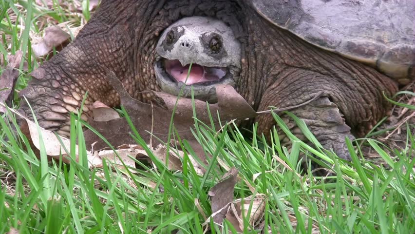Large snapping turtle rests among grass and leaves. Turtle opens mouth wide. Reptile is close up and detailed.