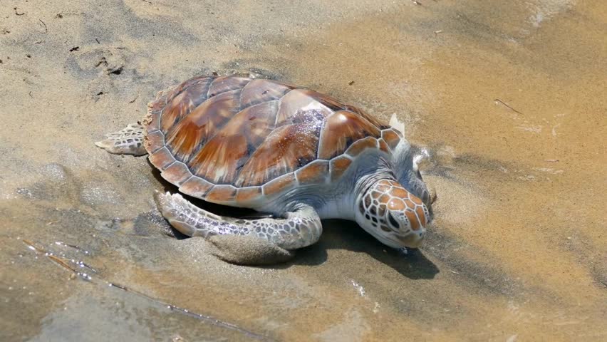 Green Sea Turtle moves slowly on sand. Light ocean waves touch shore. Sunny day at conservation site. Turtle has tag on flipper.