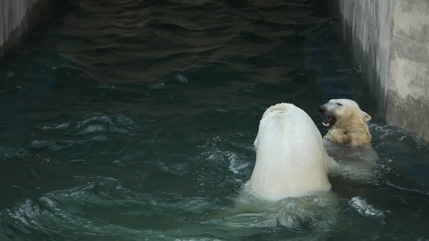 Two massive polar bears playing and wrestling in water of zoo pool, large arctic predators swimming and biting each other playfully, powerful white bears fighting in enclosure during