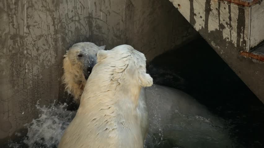 Two massive polar bears playing and wrestling in water of zoo pool, large arctic predators swimming and biting each other playfully, powerful white bears fighting in enclosure during