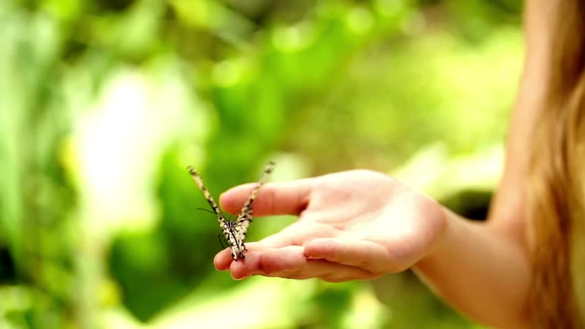 Butterfly rests briefly on Woman