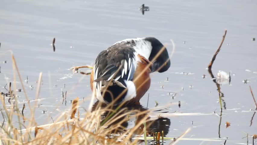 A male northern shoveler duck stand at the water