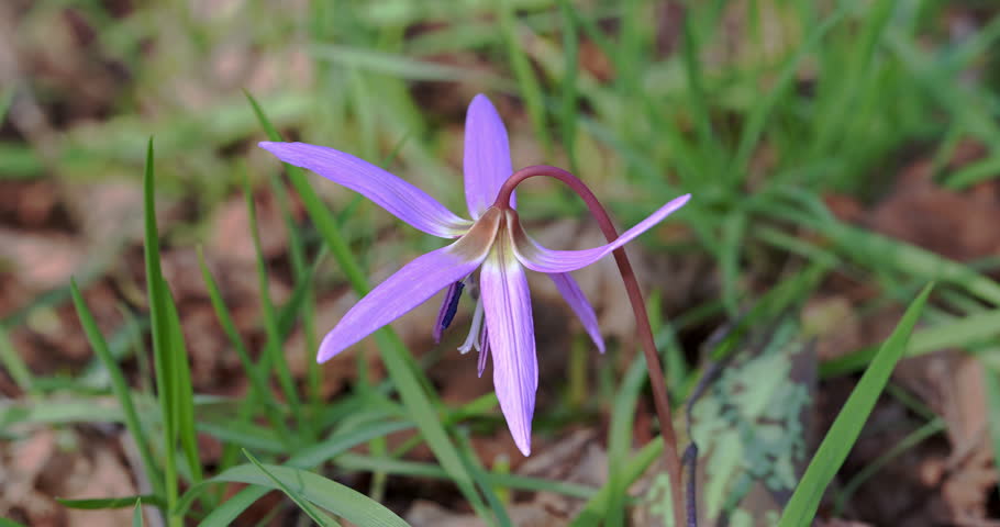 Lilac spring flower in the woods