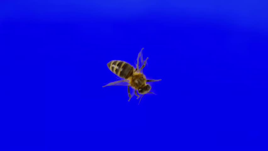 Flying honey bee isolated over deep blue gradient background
