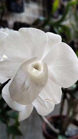 Beautiful White Dendrobium Orchid Flowers Blooming in the Garden