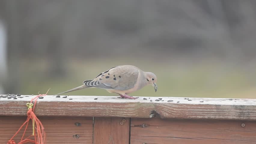 Mourning Dove walking around a deck