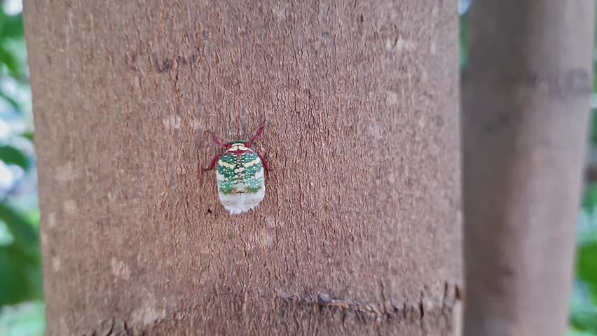 A closeup of a striking green and white speckled Eurybrachys insect with a fluffy tail crawling on a textured tree trunk surface