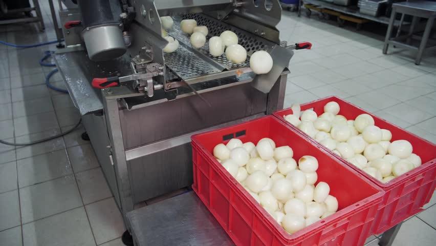 Fresh peeled onions in an industrial processing line.