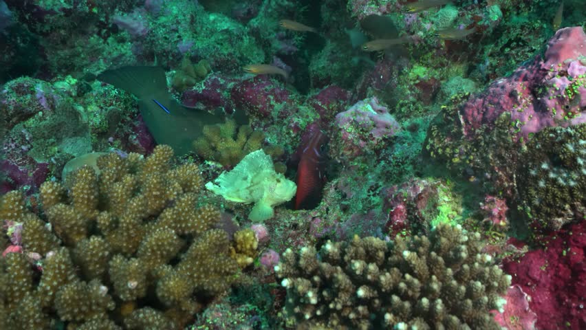 leaf scorpionfish ( Taenianothus triacanthus ) maldives