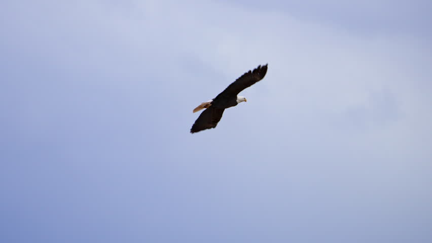 Bald Eagle flying through the sky in slow motion with dark clouds over Utah.
