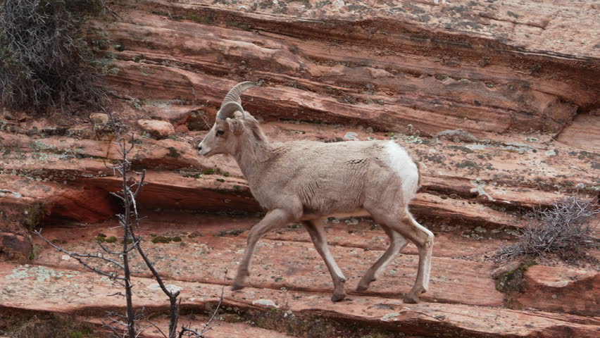 Bighorn sheep moving through the Utah desert in slow motion in Zion.