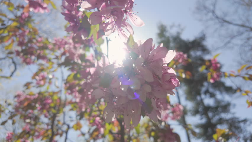 Bottom view of rose-colored Crabapple flowers in full bloom against a blue sky on a sunny day, backlit of sunlight with sun glare on lens, close-up