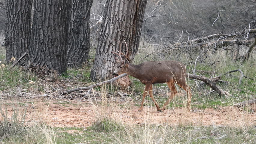 Mule deer buck walking through the wilderness in southern Utah.