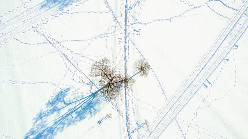 Winter Landscape With Snow Trails Crossing Around a Lone Tree in a Cold Setting