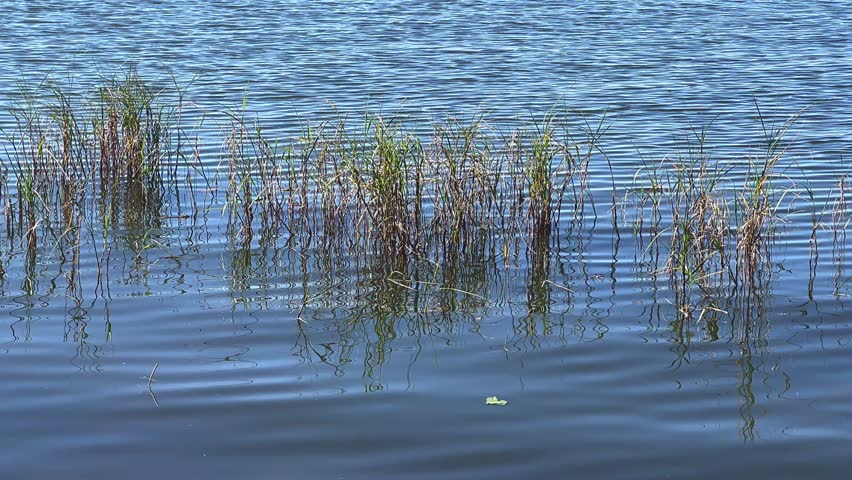 Thin clusters of lakeshore reeds rise from shallow water, their stems bending slightly while soft ripples spread across the lake surface. The water is a clear blue tone with wavy reflections of the grass creating abstract lines beneath the plants. A few floating leaves and small debris sit on the surface, adding natural detail to this quiet shoreline moment.