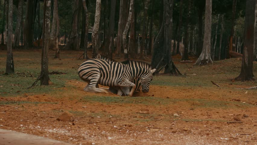 Zebras Playing on Forest Ground in Zoo Enclosure