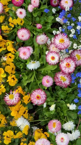 Vibrant Spring Flower Bed with English Daisies, Pansies, and Forget-Me-Nots