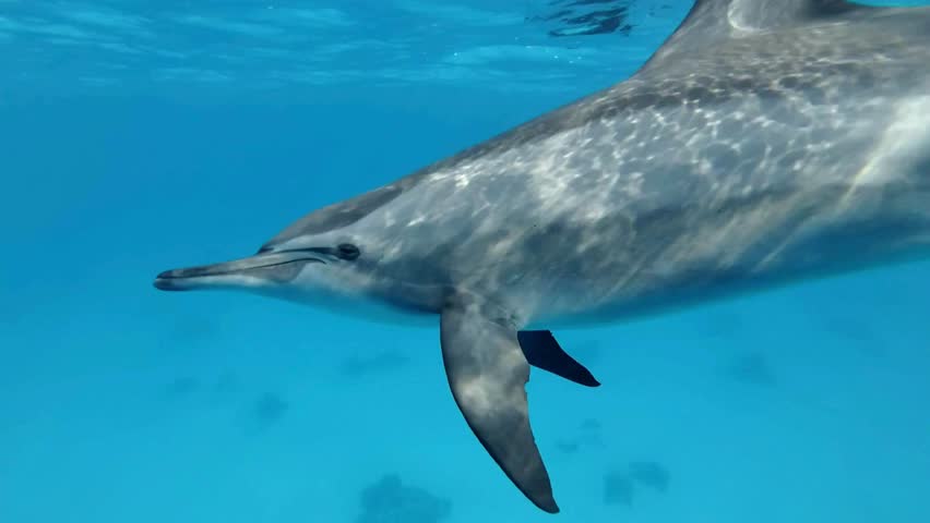Majestic dolphin glides effortlessly beneath the surface, revealing intricate details of its sleek body against vibrant turquoise water. Unique glimpse into marine life.