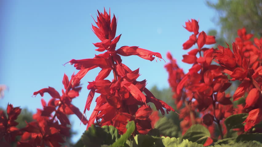 Deep-red flowers of Scarlet Sage (Salvia splendens) can be seen swaying in the breeze in the evening light on blue sky background at sunset, close-up