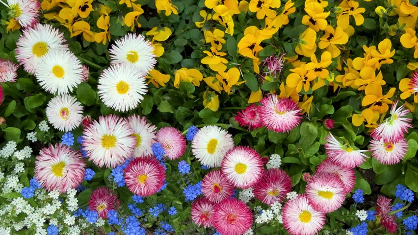 Spring Flower Background with English Daisies, Pansies, and Forget-Me-Nots