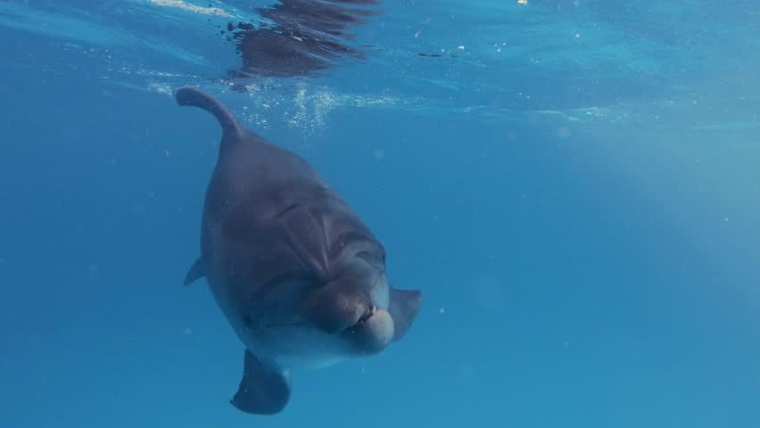 Close up - Friendly dolphin with an irregular bite swims close and looking at camera. Bottlenose dolphin with an injured jaw swims under surface of blue water, peeking curiously into lens, slow motion