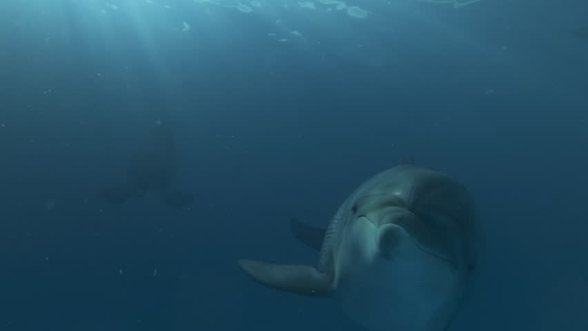 Close up - Curious bottlenose dolphin looks at camera, flaps its fins like butterfly's wings and releases stream of air bubbles. Portrait of playful dolphin in dancing rays of morning sun light