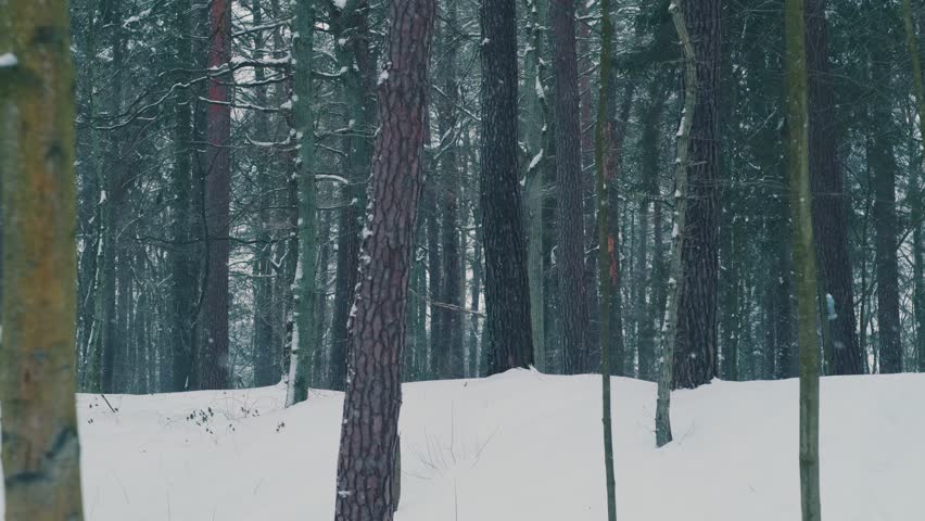 Winter forest with snow on the ground and trees. Natural outdoor scenery with cold weather. Serene landscape for seasonal background.