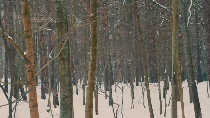 Winter forest with snow on the ground and trees. Natural outdoor scenery with cold weather. Serene landscape for seasonal background.