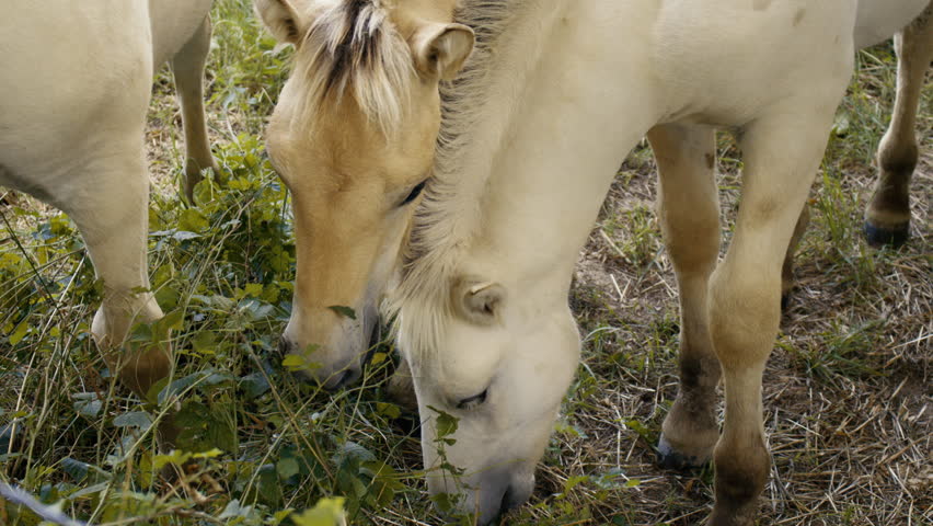 Close up of horses eating fresh grass in countryside pasture during soft daylight outdoor scene