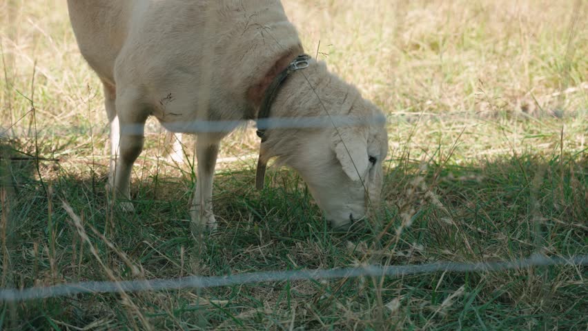 Farm Animal Alpaca Llama Eating