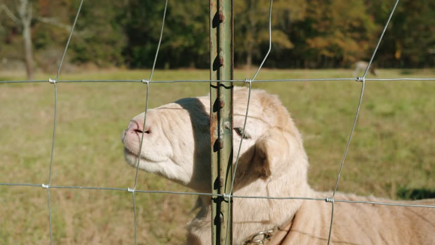 Farm Animal Alpaca Llama by Fence