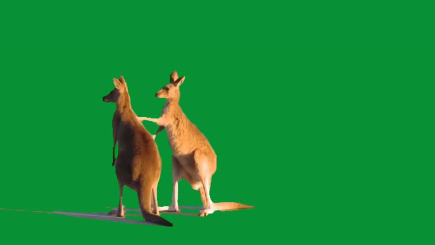 Two wild kangaroos engage in an upright sparring match against a vibrant green screen perfect for visual effects integration.