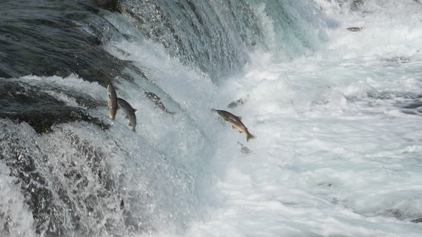 Sockeye Salmon jumping Brooks Falls in Katmai National Park, Alaska - Slow Motion