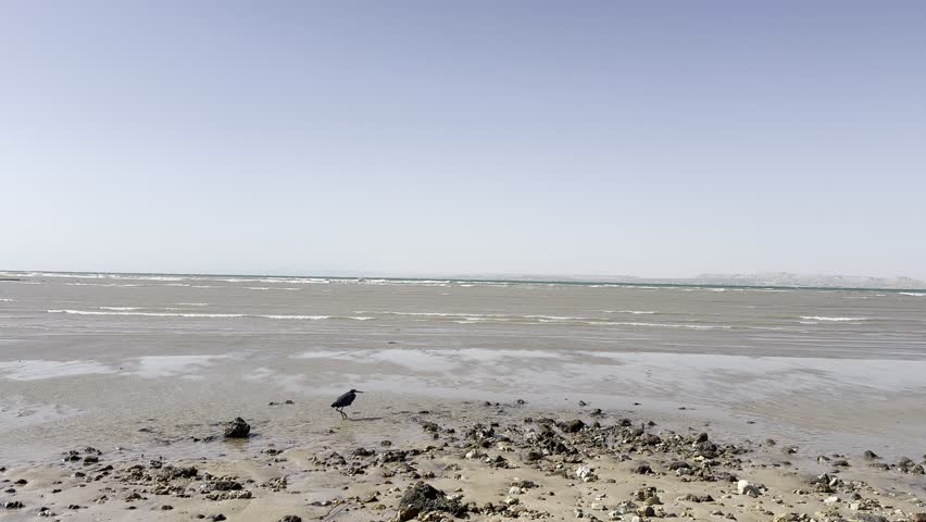 Shorebird walking on muddy tidal flat at low tide
A lone shorebird walks across a muddy tidal flat on a calm beach at low tide. Coastal wildlife scene with natural textures, open horizon and copy space.