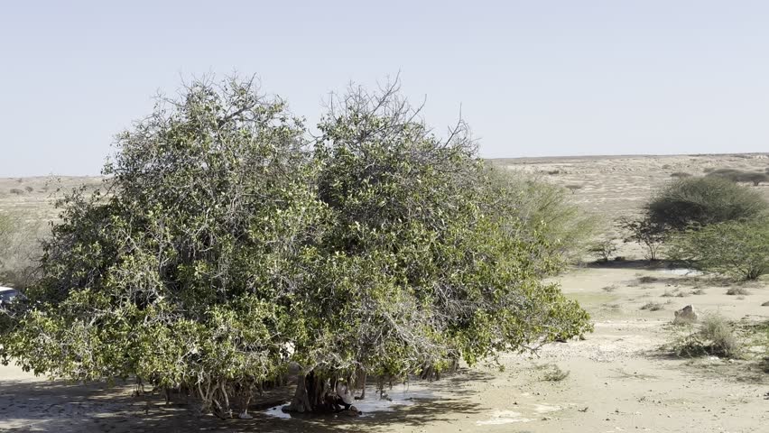 Green desert shrub growing on sandy arid land in a dry landscape, wild vegetation in hot climate with copy space.