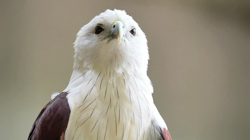 close up of an eagle during the day, Brahminy KIte preening with white and brown feathers