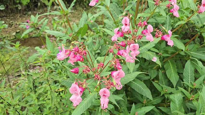 Himalayan balsam in bloom: Close-up of the pink, orchid-like flowers at the water