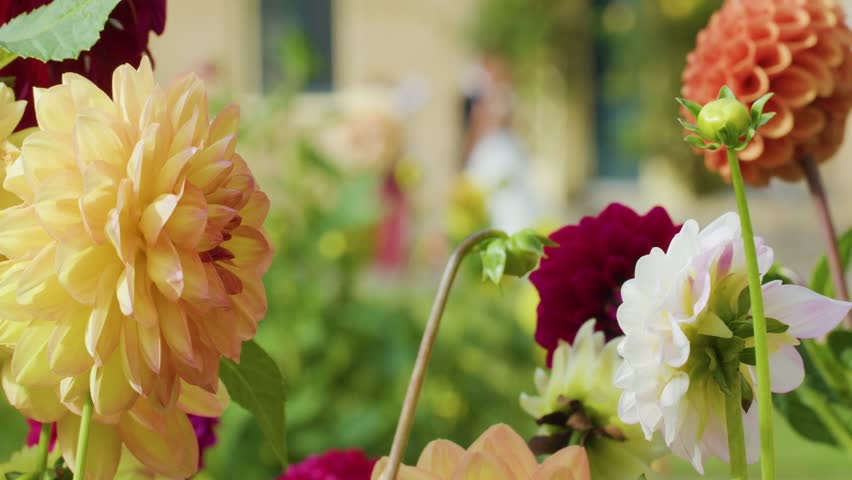 Vibrant yellow, white, and red dahlias bloom beautifully in a lush garden setting.