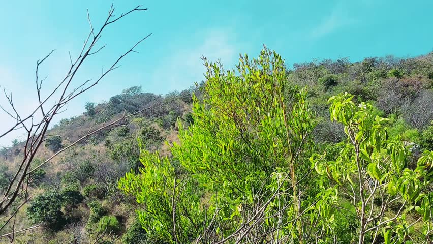 Delicate White Wildflower Blooming On Rugged Margalla Hillside Landscape