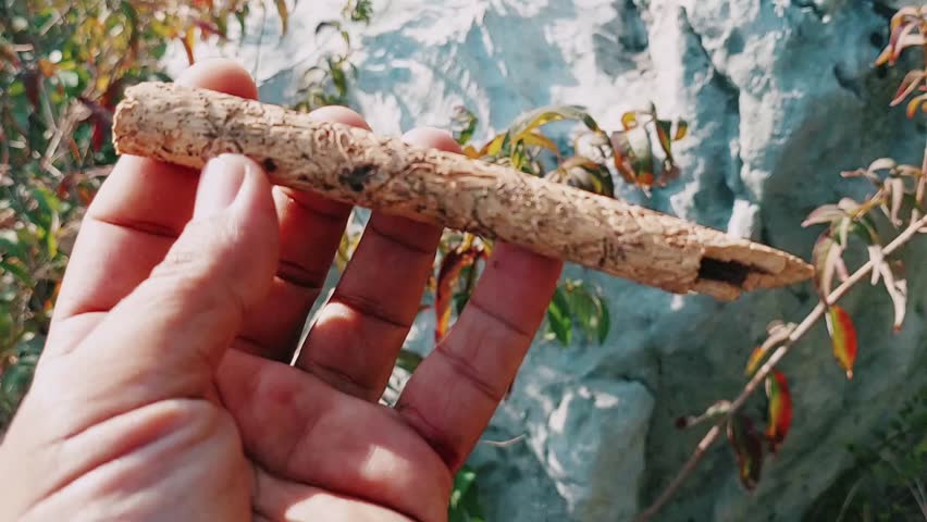 Insect Carved Patterns On Weathered Wooden Stick Forest Detail