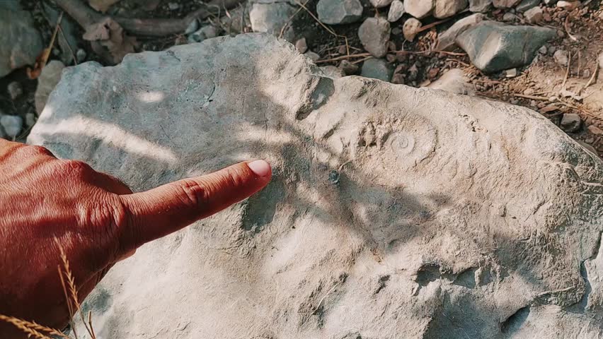 Ammonite Fossil Discovery On Margalla Hills Hiking Trail Islamabad