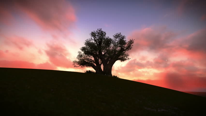 Gorgeous tree on the mountain top at sunset
