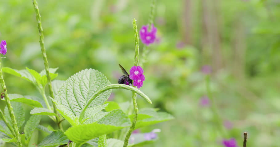 Large Carpenter Bee hovering between vibrant blooms, drinking nectar in the golden morning sun. slow motion