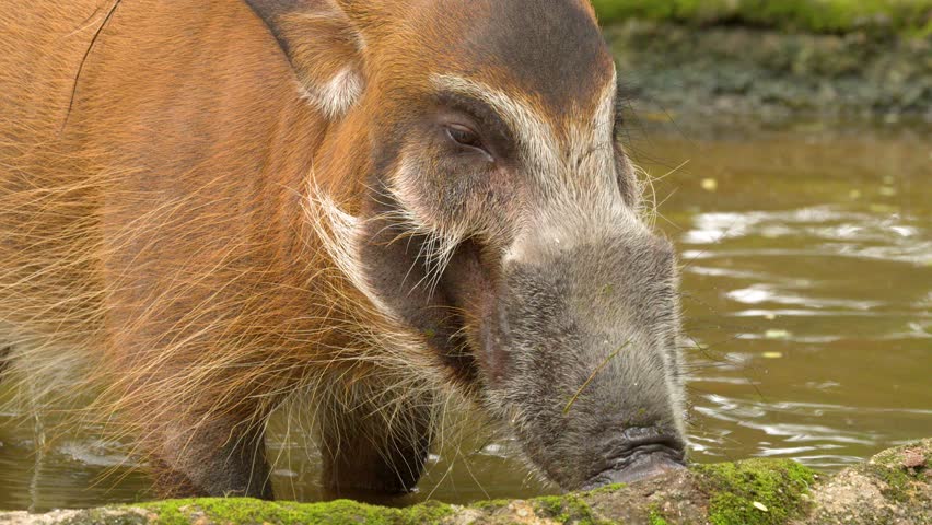 A red river hog slowly wades through shallow muddy water during bright daylight hours
