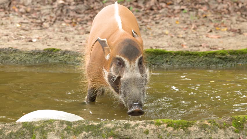 A red river hog walks through shallow muddy water during the day in a zoo