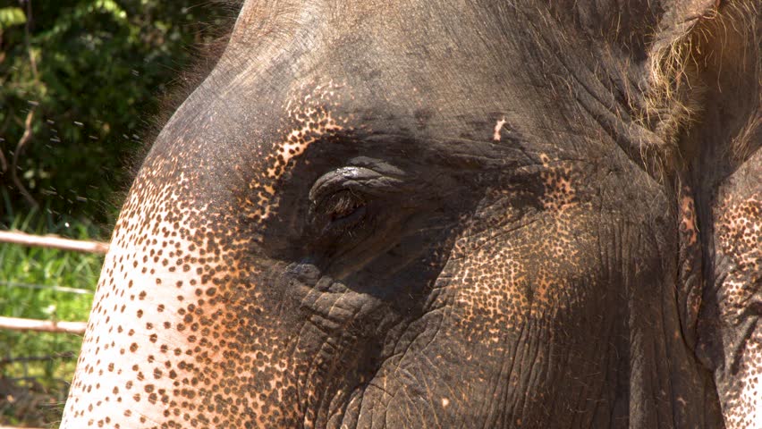 Close up profile shot of an Asian elephant with wrinkled skin and dappled markings