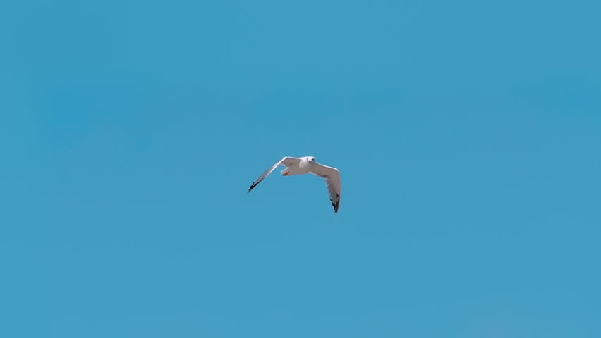 A seagull flies beautifully over the sea against the backdrop of the blue sky, looking around in search of fish. Slow mo, slow motion, high speed camera. Closeup