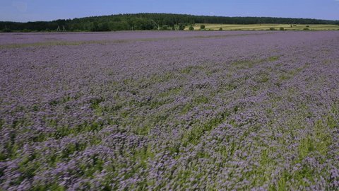 Diagonal Aerial Rise above Countryside Field