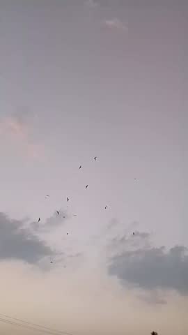 Peaceful evening sky with birds flying in formation over a rural landscape
Silhouettes of birds soaring against a beautiful twilight sky with soft clouds
Flock of birds flying in the evening sky at sunset
