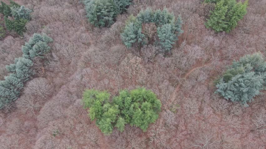 Drone shot above forest canopy showing scattered trees and textured natural ground surface.